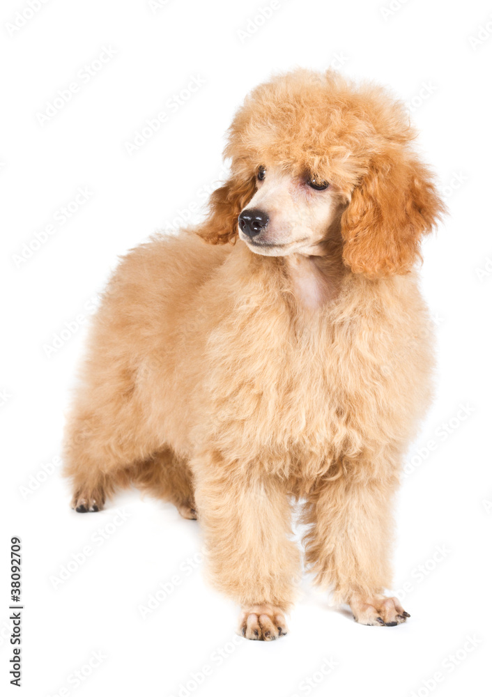Apricot poodle puppy portrait on a white background Apricot poodle puppy portrait on a white background