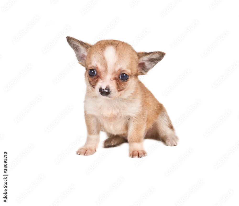 chihuahua puppy (3 months) in front of a white background