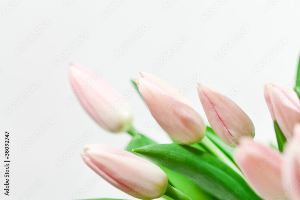 nice tulips nice tulips