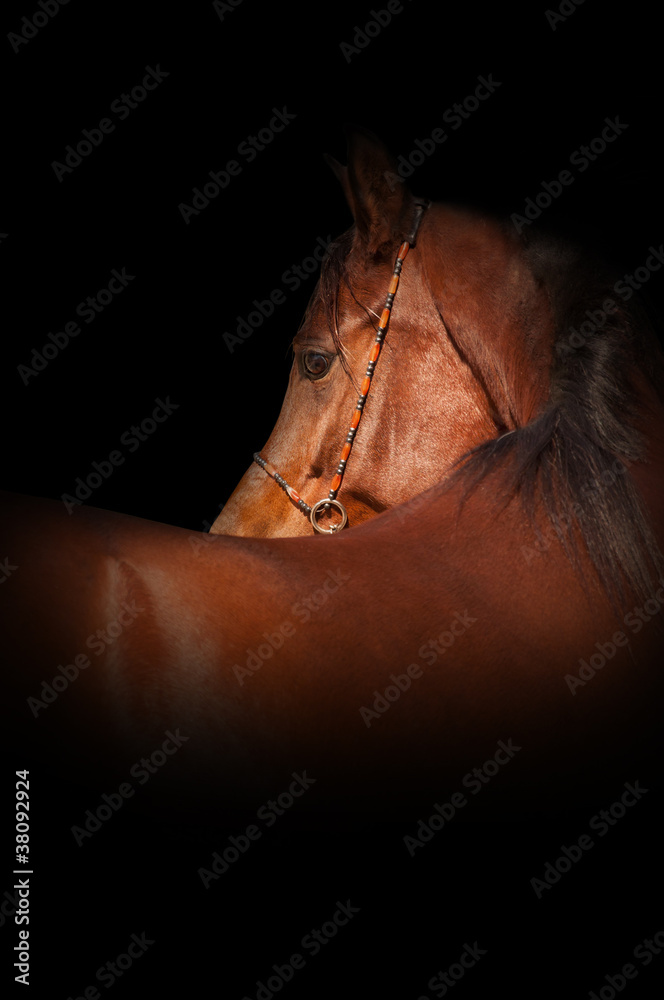 Chestnut arabian
