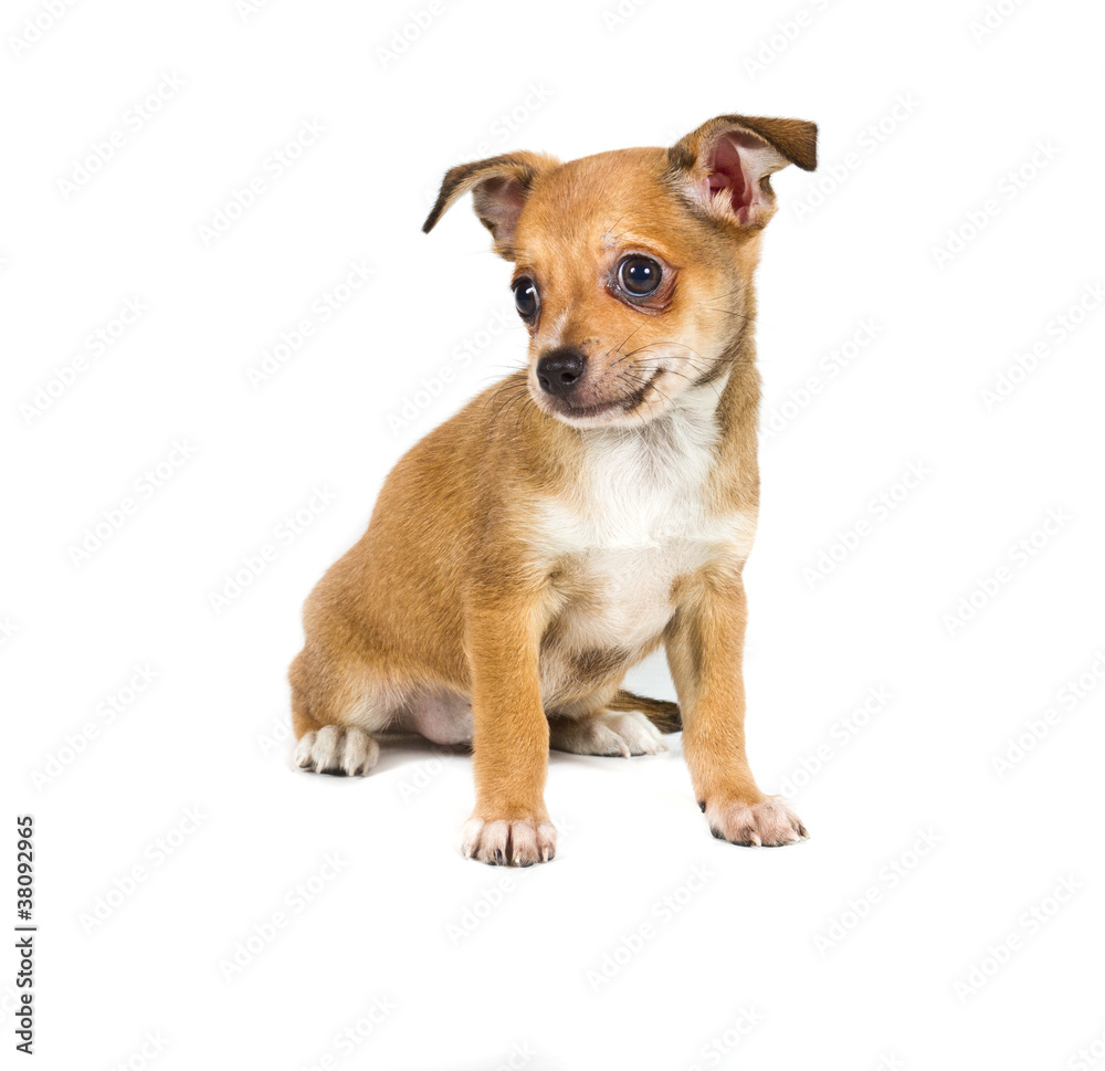 chihuahua puppy in front of a white background chihuahua puppy in front of a white background
