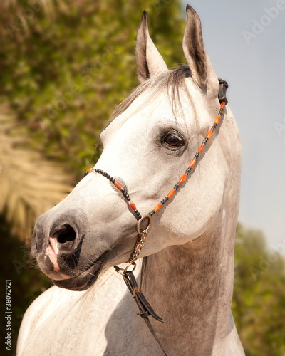 White arabian close-up