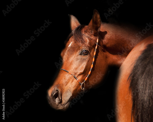 Bay arabian horse portrait #38092923