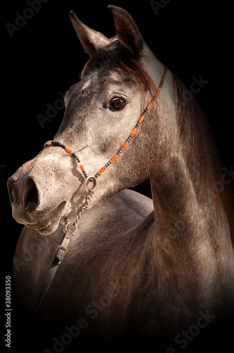 Close-up of a grey arabian horse