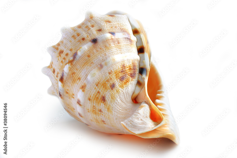 shell