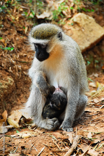 Vervet monkey with a baby, Entebbe Botanical Garden, Uganda © Noradoa