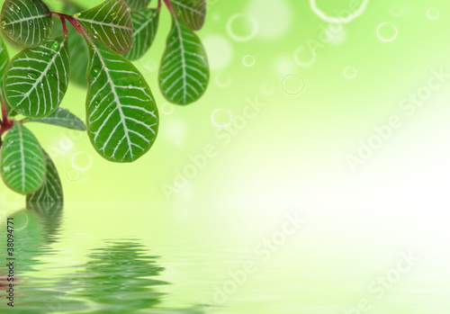 Green leaves with water reflection