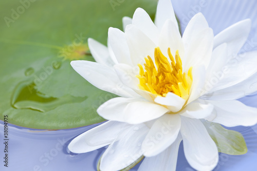 Fototapeta Naklejka Na Ścianę i Meble -  Lotus flower