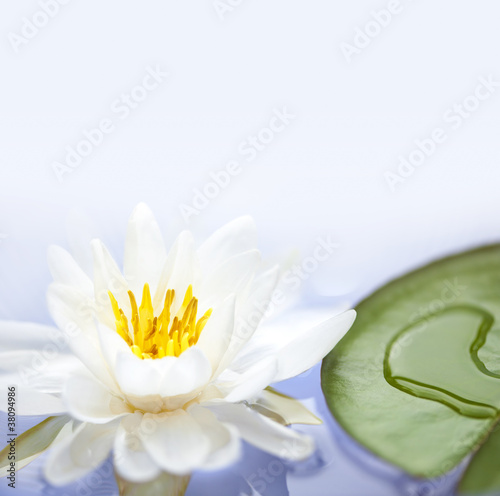 Fototapeta Naklejka Na Ścianę i Meble -  Lotus flower
