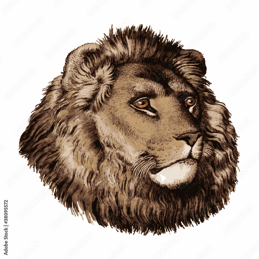 Tête de lion en couleur vector de Stock | Adobe Stock