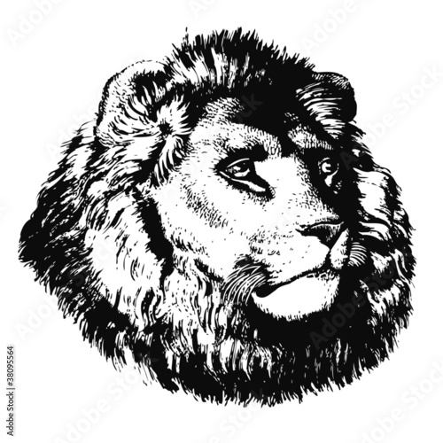 Tête de lion