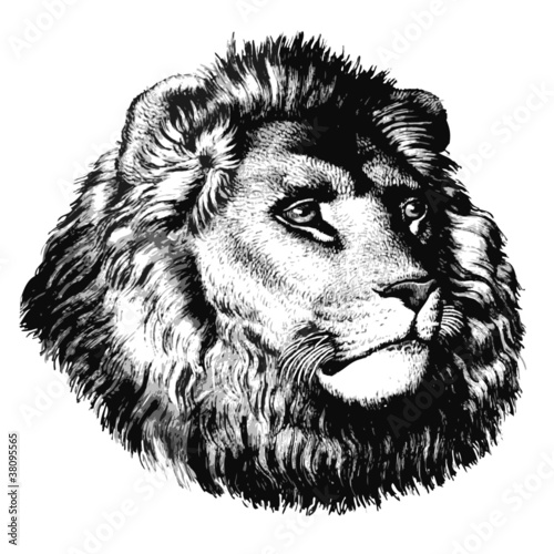 Tête de lion gris