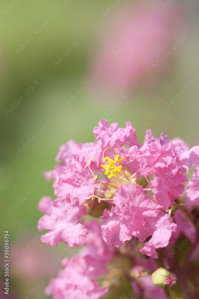 サルスベリの花