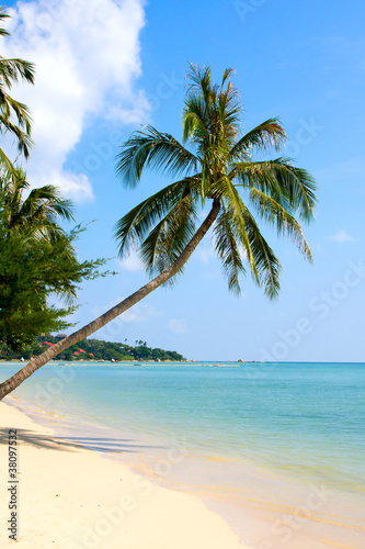 Fototapeta Naklejka Na Ścianę i Meble -  Beautiful palm tree over white sand beach