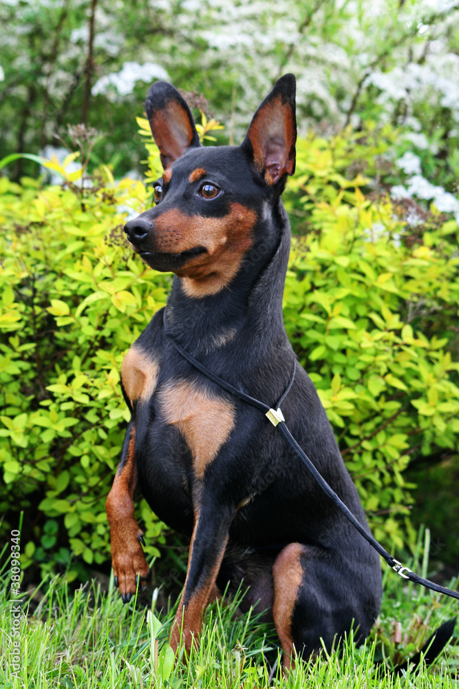 Miniature Pinscher Miniature Pinscher