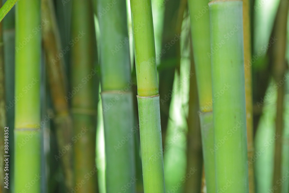 Obraz premium bamboo