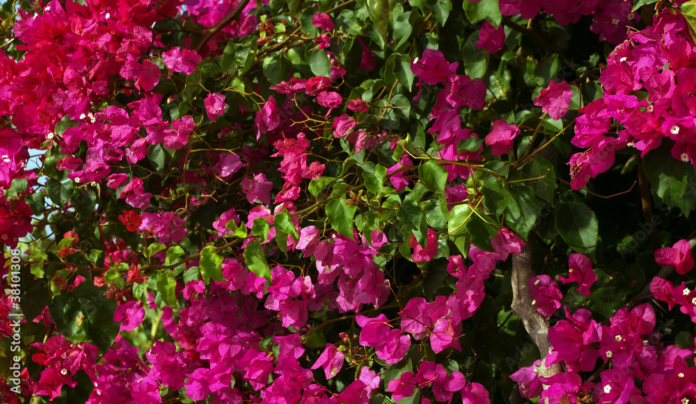 Bougainvillée.