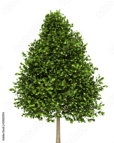 green american sweetgum tree isolated on white background
