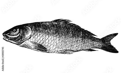 Carpe