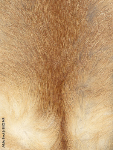 Fur of a fox