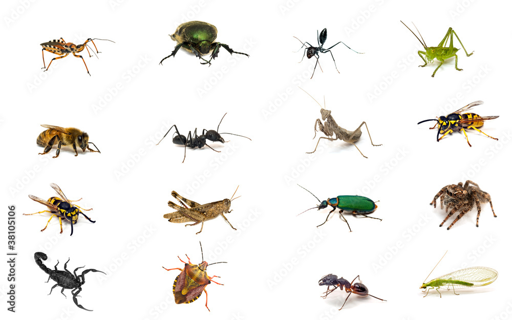 Set of insects isolated on white background