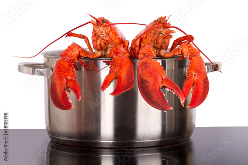 Lobsters looking out of pot