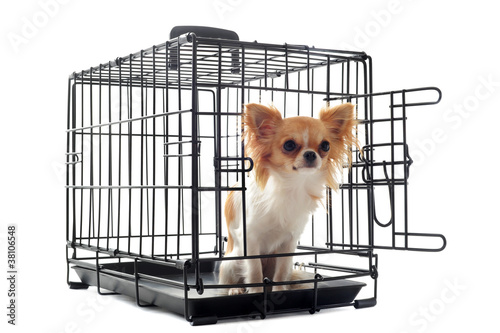 chihuahua en cage