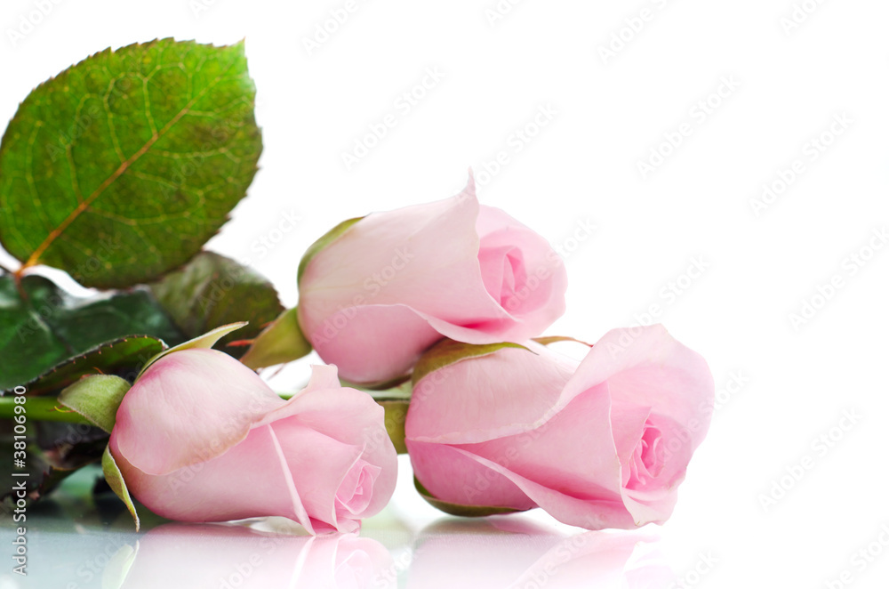 pink roses on white background pink roses on white background