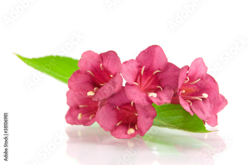 Beautiful purple flower isolated on white © Soyka