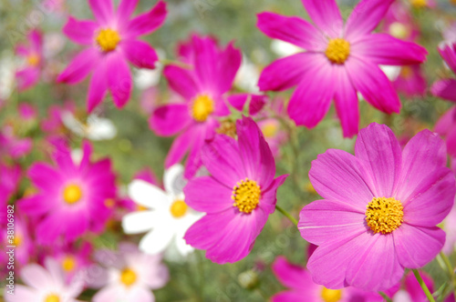beautiful pink bell flowers © Soyka