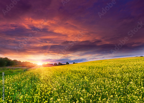Fototapeta Naklejka Na Ścianę i Meble -  Summer Landscape with a field of yellow flowers. Sunset
