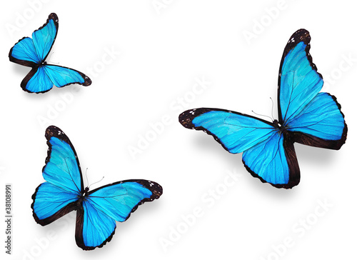 Three blue butterfly  morpho   isolated on white