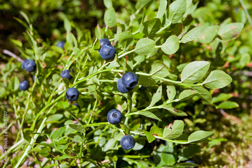 Bush of a ripe bilberry in the summer closeup Bush of a ripe bilberry in the summer closeup