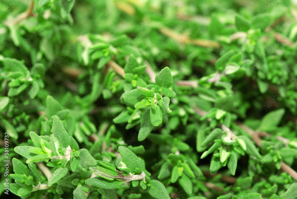 thyme