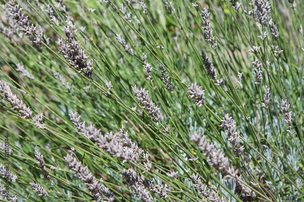 Fiori di lavanda secchi - Dried lavender flowers