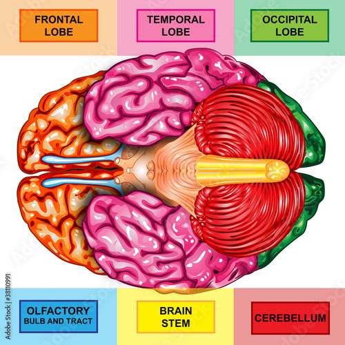 Human brain underside view