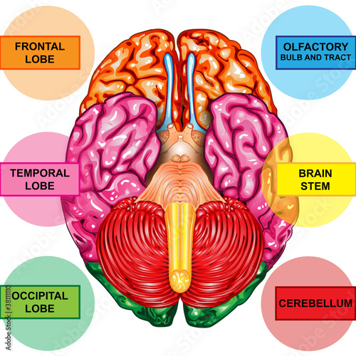 Human brain underside view