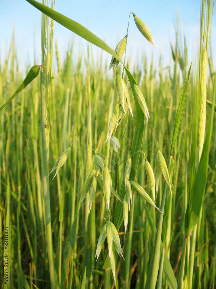 Obraz premium Oats, Avena, against the background of wheat, Triticum