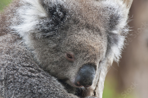 Canvas Print Australia