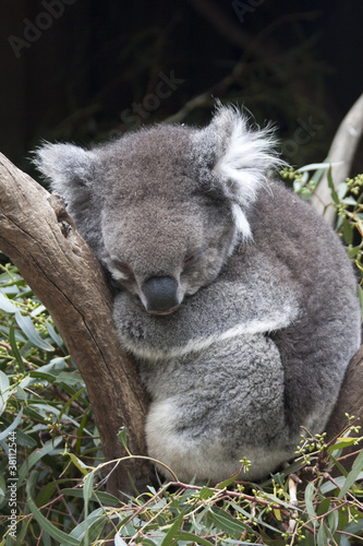 Canvas Print Australia