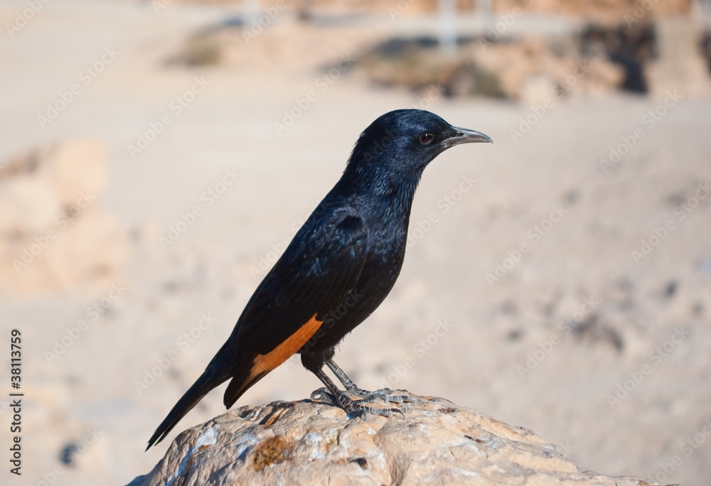 Tristram's starling (Onychognathus tristramii) on the rock Tristram's starling (Onychognathus tristramii) on the rock