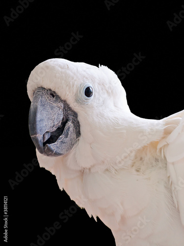 White cockatoo (cacatua alba)