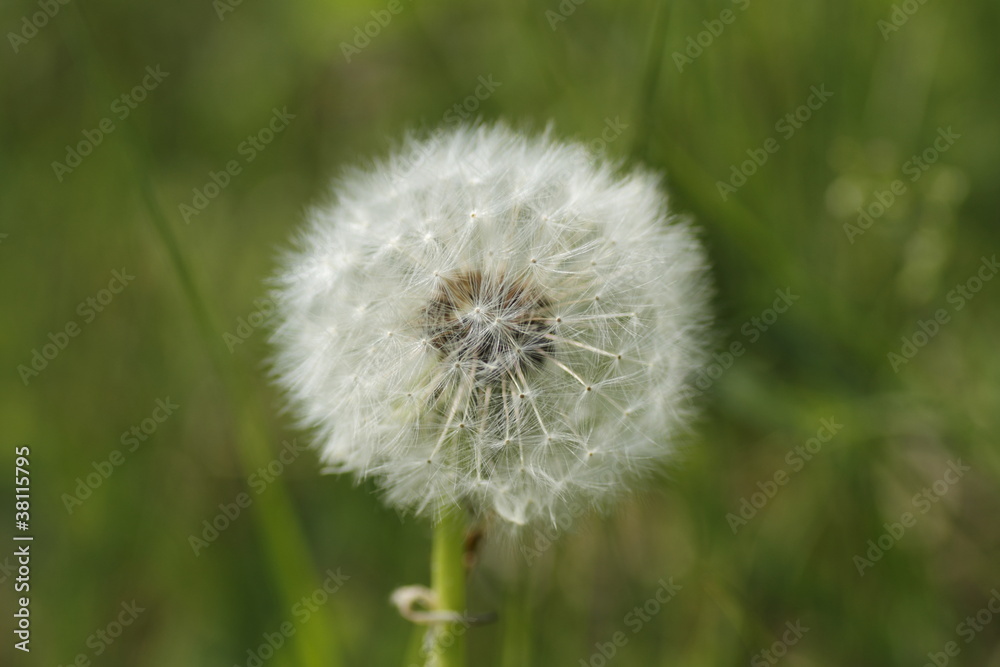Obraz premium Löwenzahn