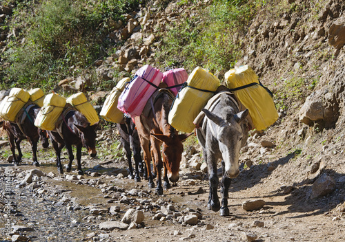 Donkey caravan in mountains of Nepal