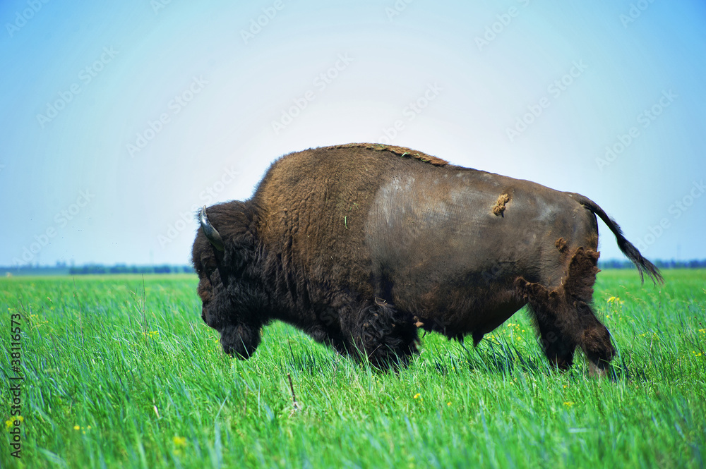 bison bison