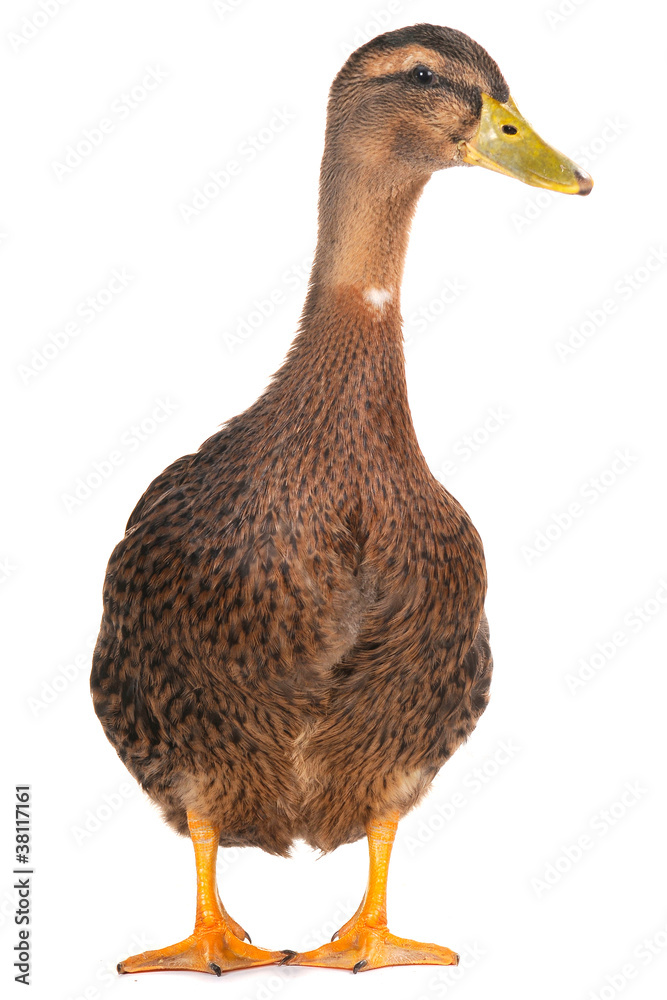 duck duck