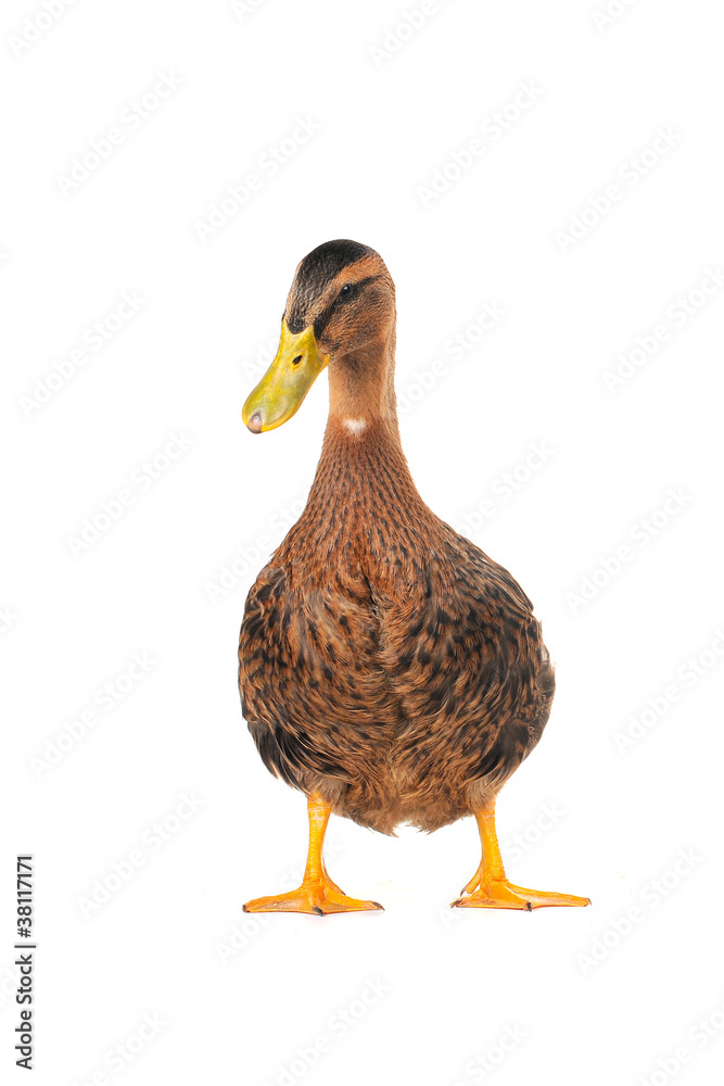 duck duck