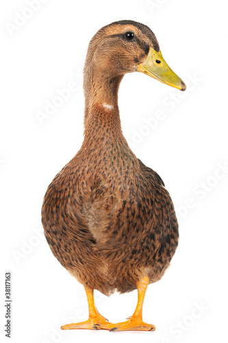Fototapeta duck