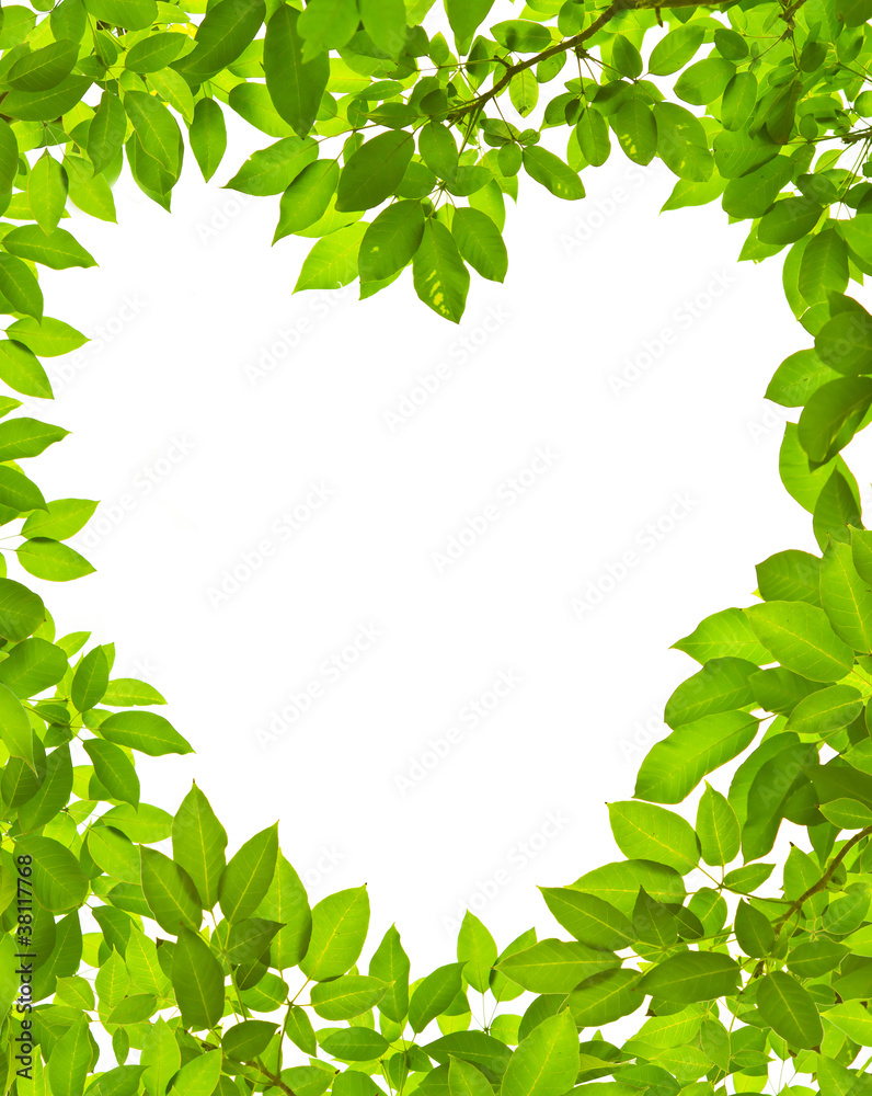 Heart frame from green leaves on white background Heart frame from green leaves on white background