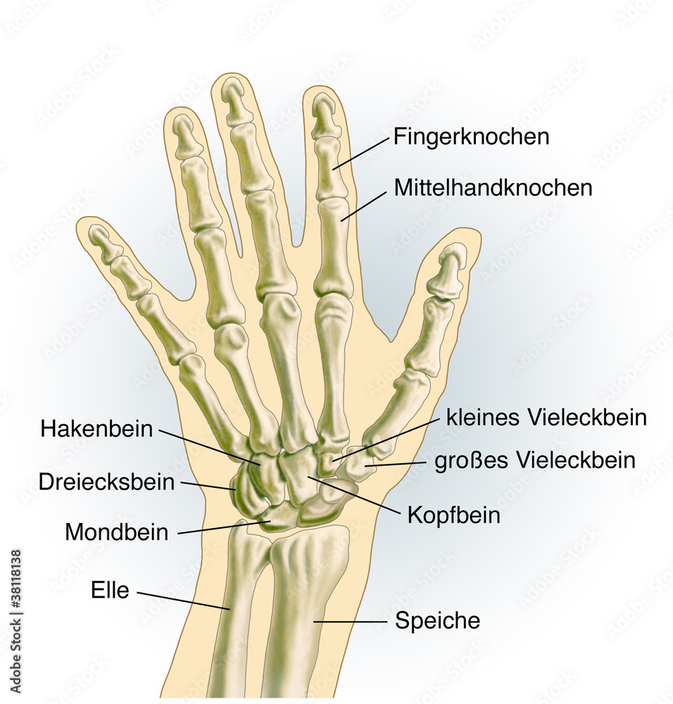 Handgelenk. Knochen Illustration Stock